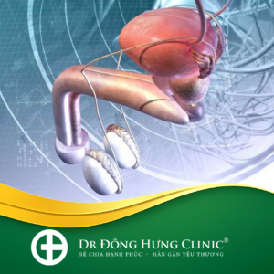 sinh dục nam- bao quy đầu - tiết niệu nam- bàng quang- tinh hoàn