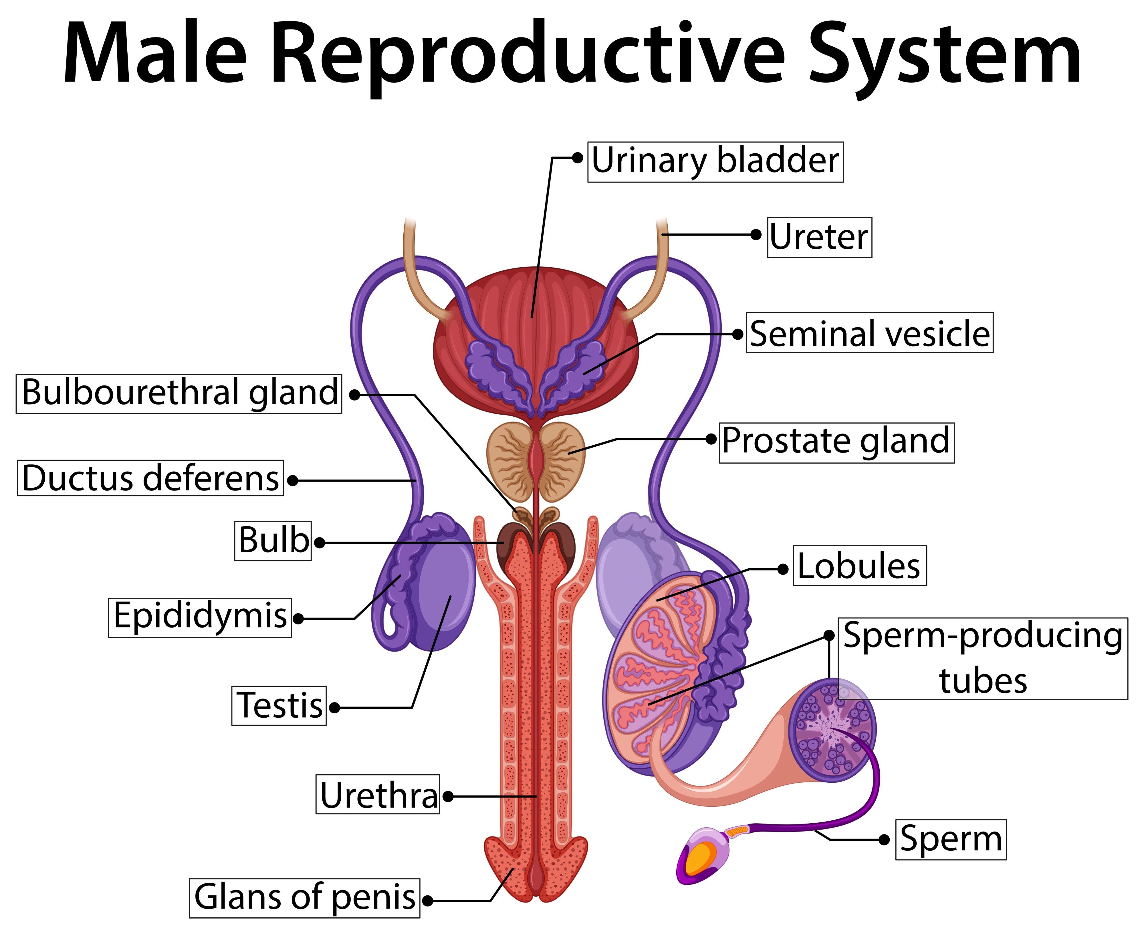 the male urogenital system diagram, do AI tạo