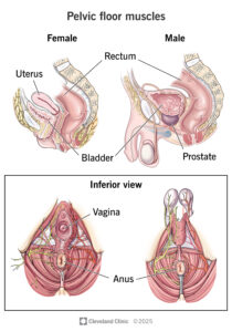 tập kegel - sau sinh - phục hồi - sàn chậu - vùng kín - sinh lý nữ - sinh dục nữ