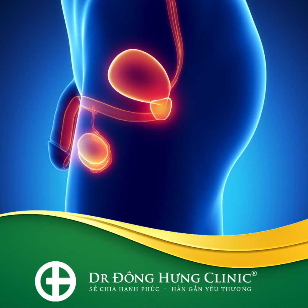 bao quy đầu - tinh hoàn - bàng quang- tuyến tiền liệt - sinh dục nam