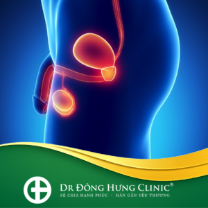 bao quy đầu - tinh hoàn - bàng quang- tuyến tiền liệt - sinh dục nam