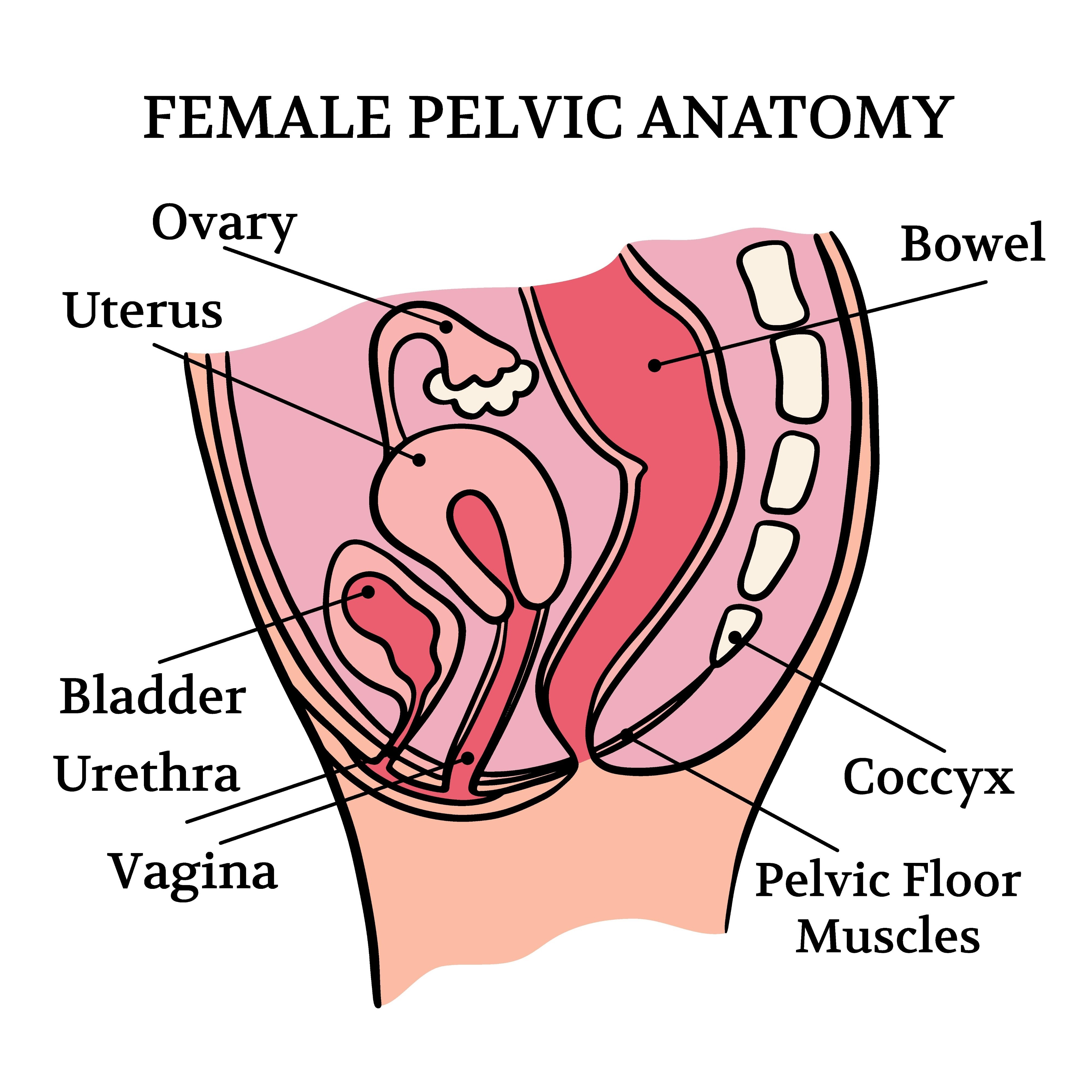 FEMALE PELVIC HEALTHY ANATOMY Education Scheme Vector Set