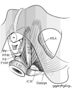 Hình 1.1. Mô phỏng đen trắng sàn chậu nữ
